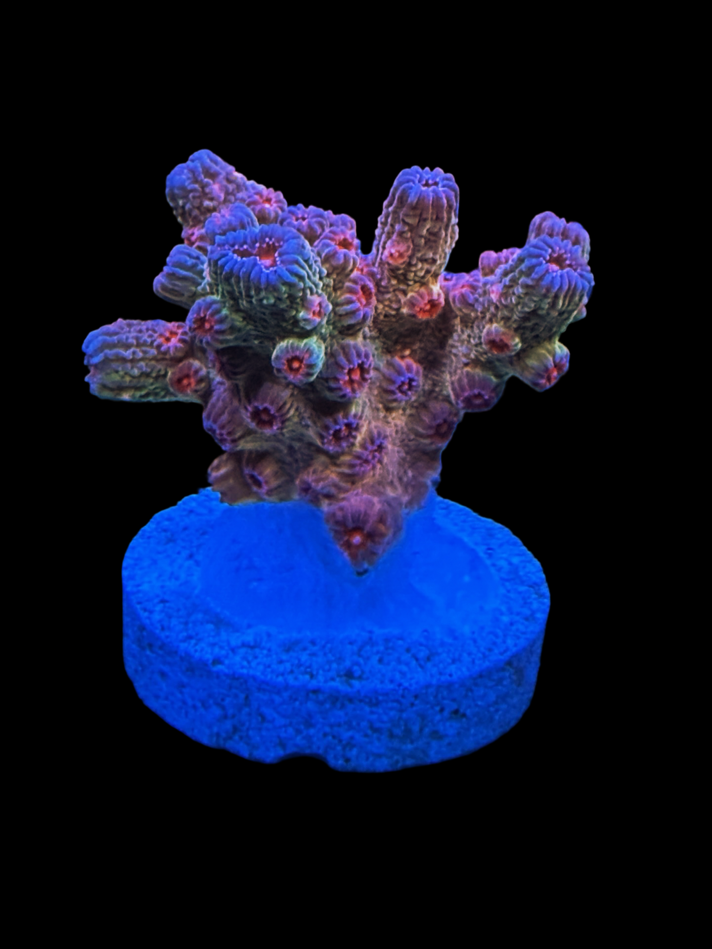 Pink Branching Cyphastrea