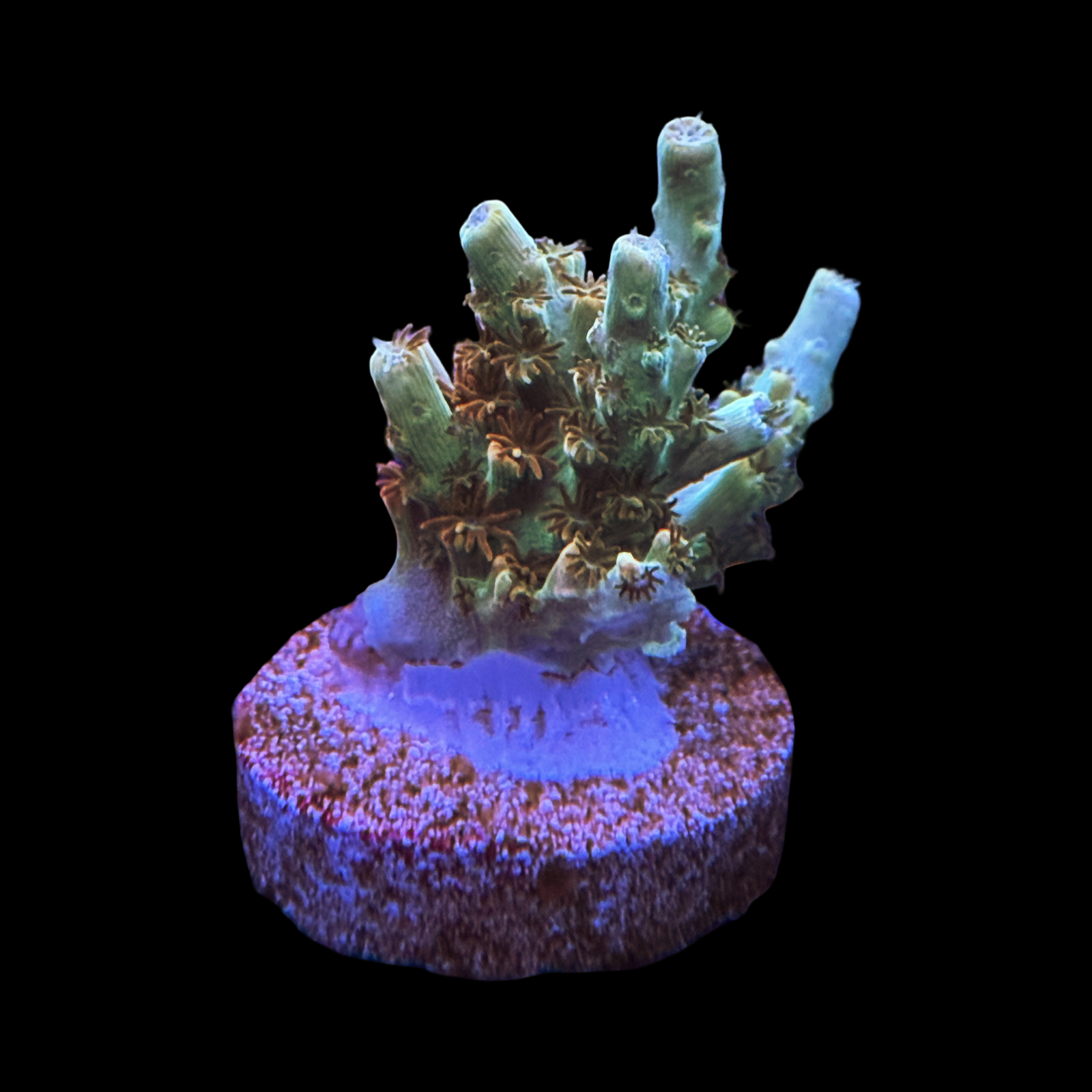 BC Aquatic Man Table