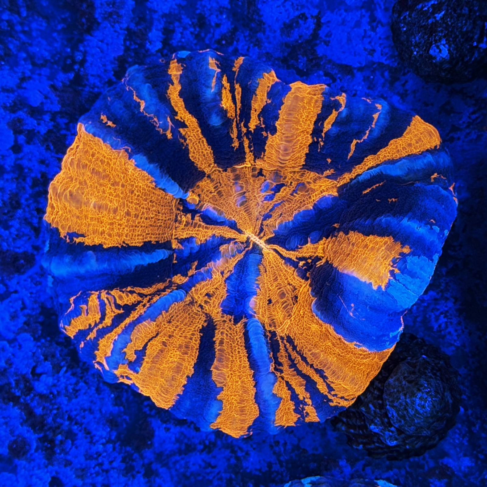 Ultra Aussie War Paint Scolymia XL