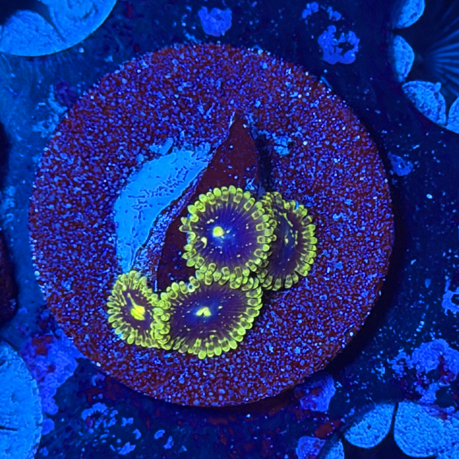 Exosphere Zoa