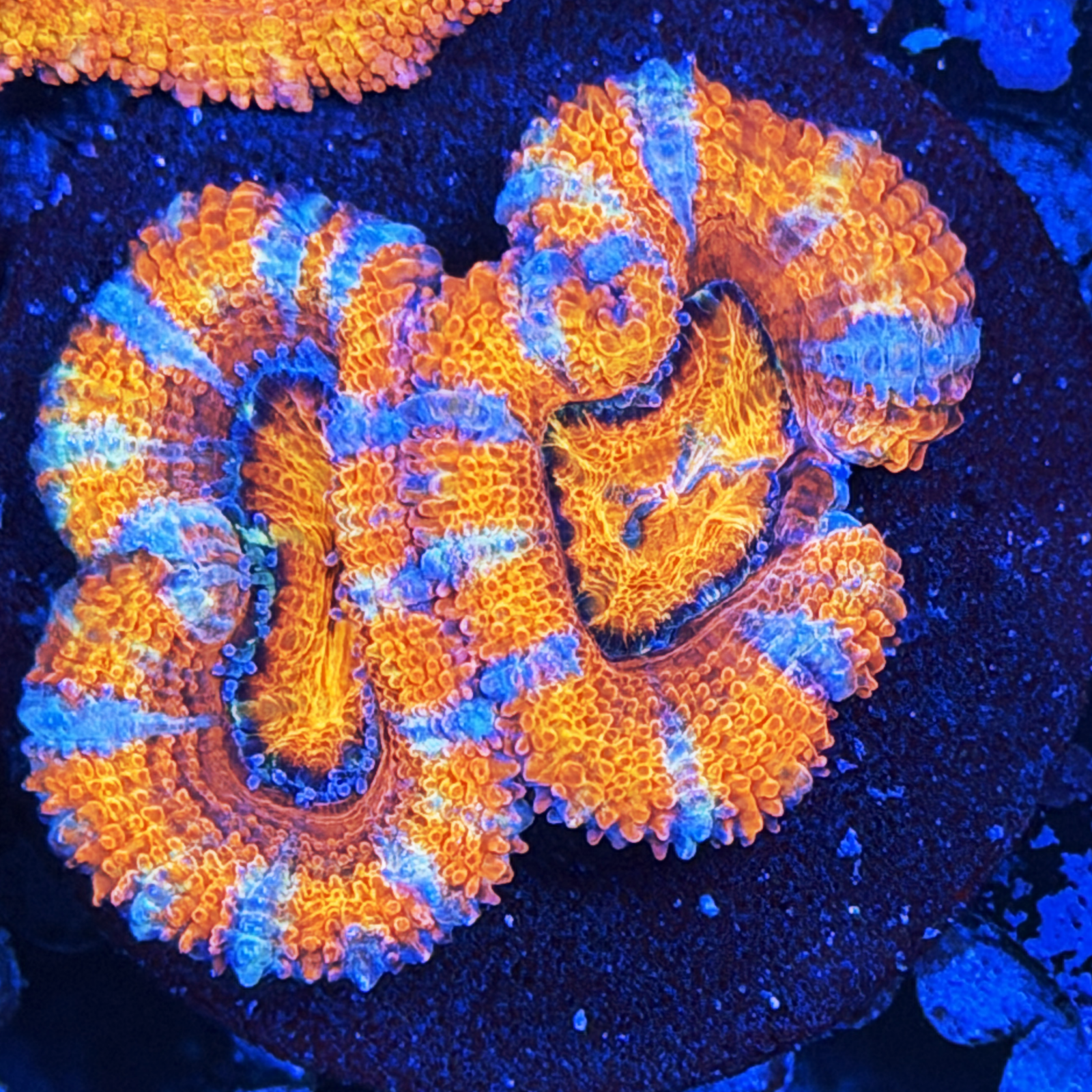 ECC Orange Crush Acan Lord