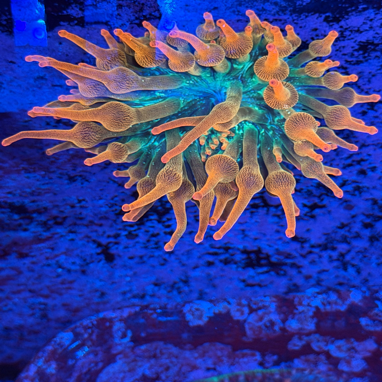 ECC Nexus Blaze Bubble Tip Anemone