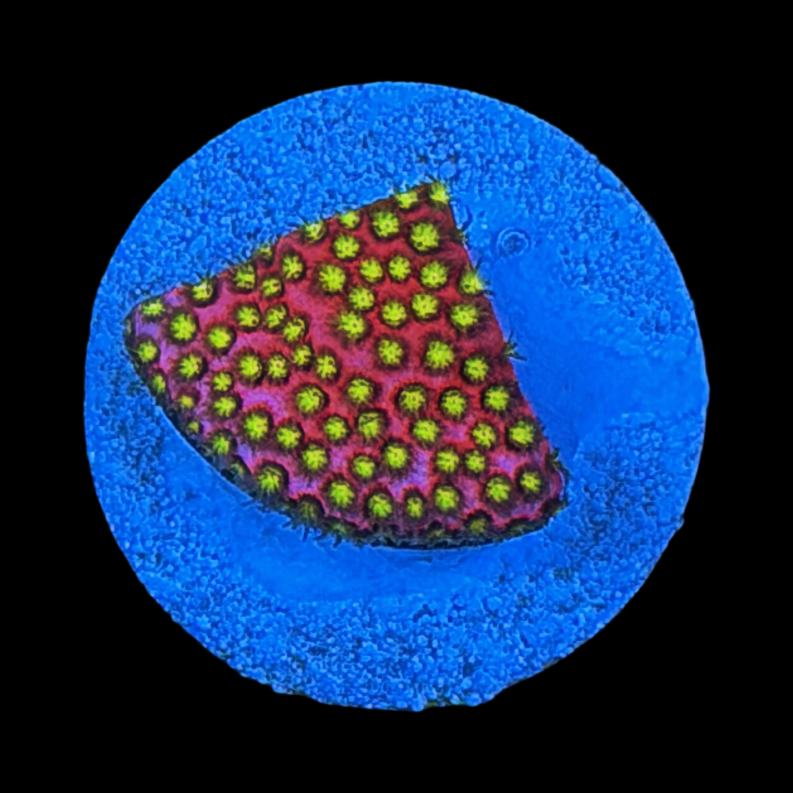 WWC Electric Daisy Stylocoeniella large plug