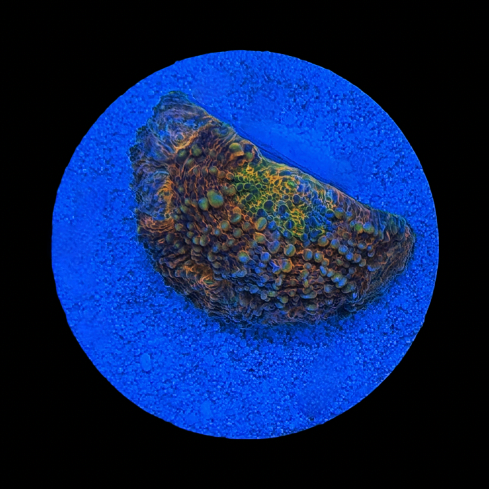 ECC Wonderland Acan Echinata large plug