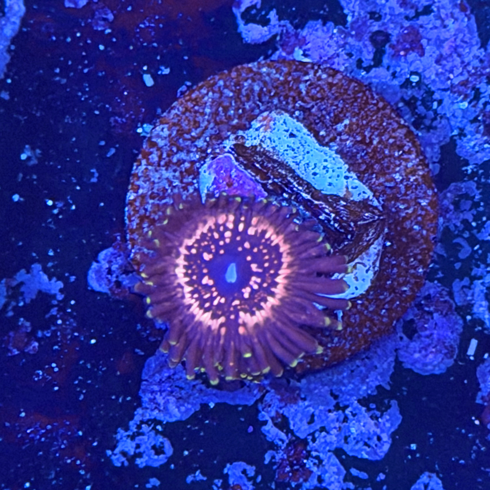 WWC Taser Zoa