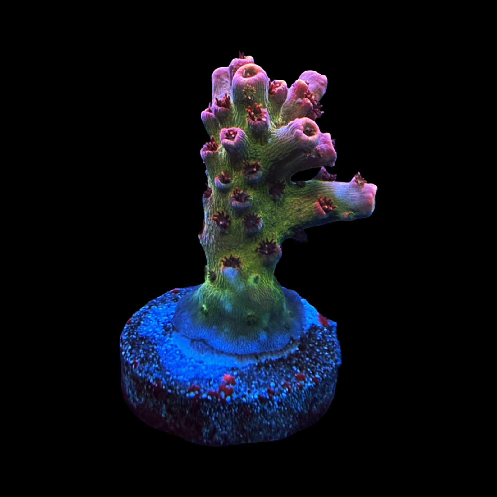 WWC Electric Melon
