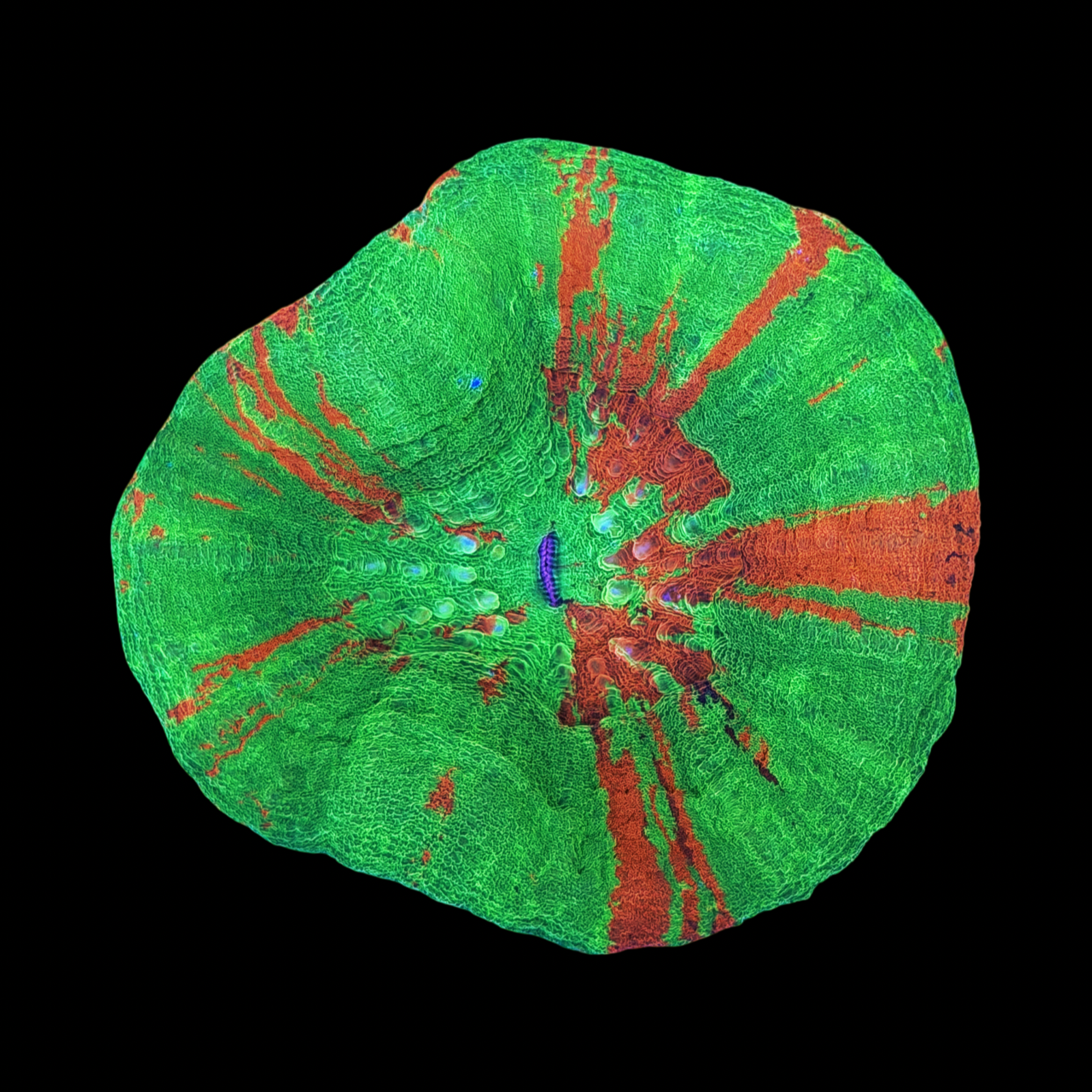 Ultra Aussie Bleeding Apple Scolymia