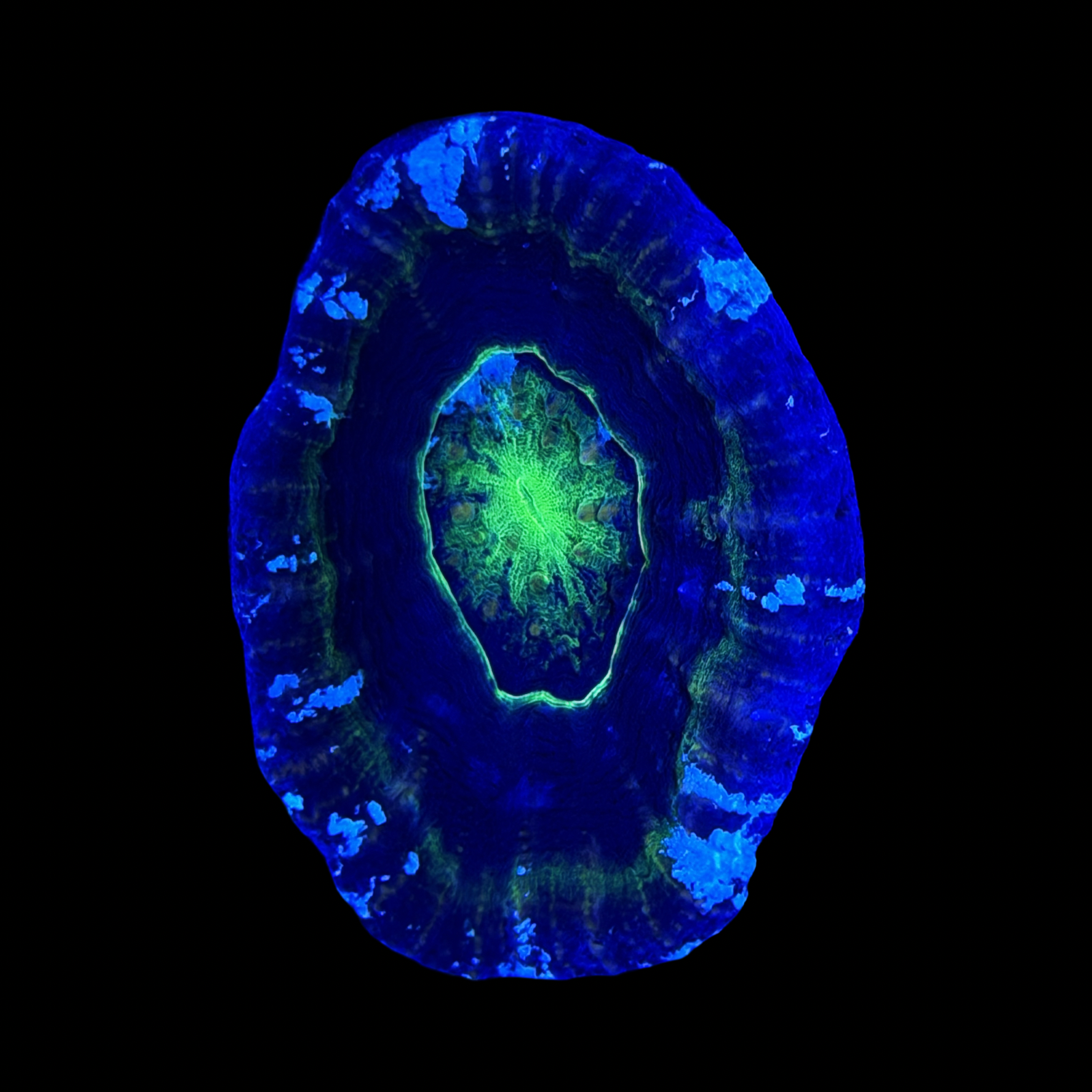 Aussie Alien Eye Scolymia XL