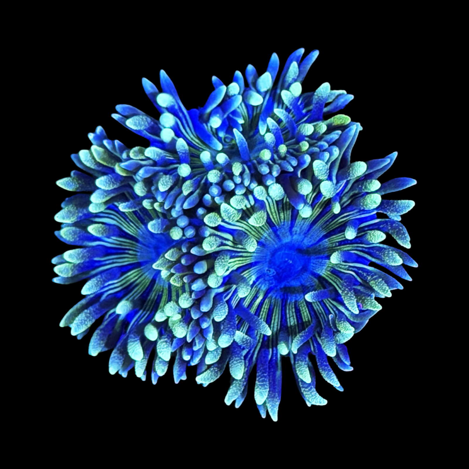 Blue Duncan