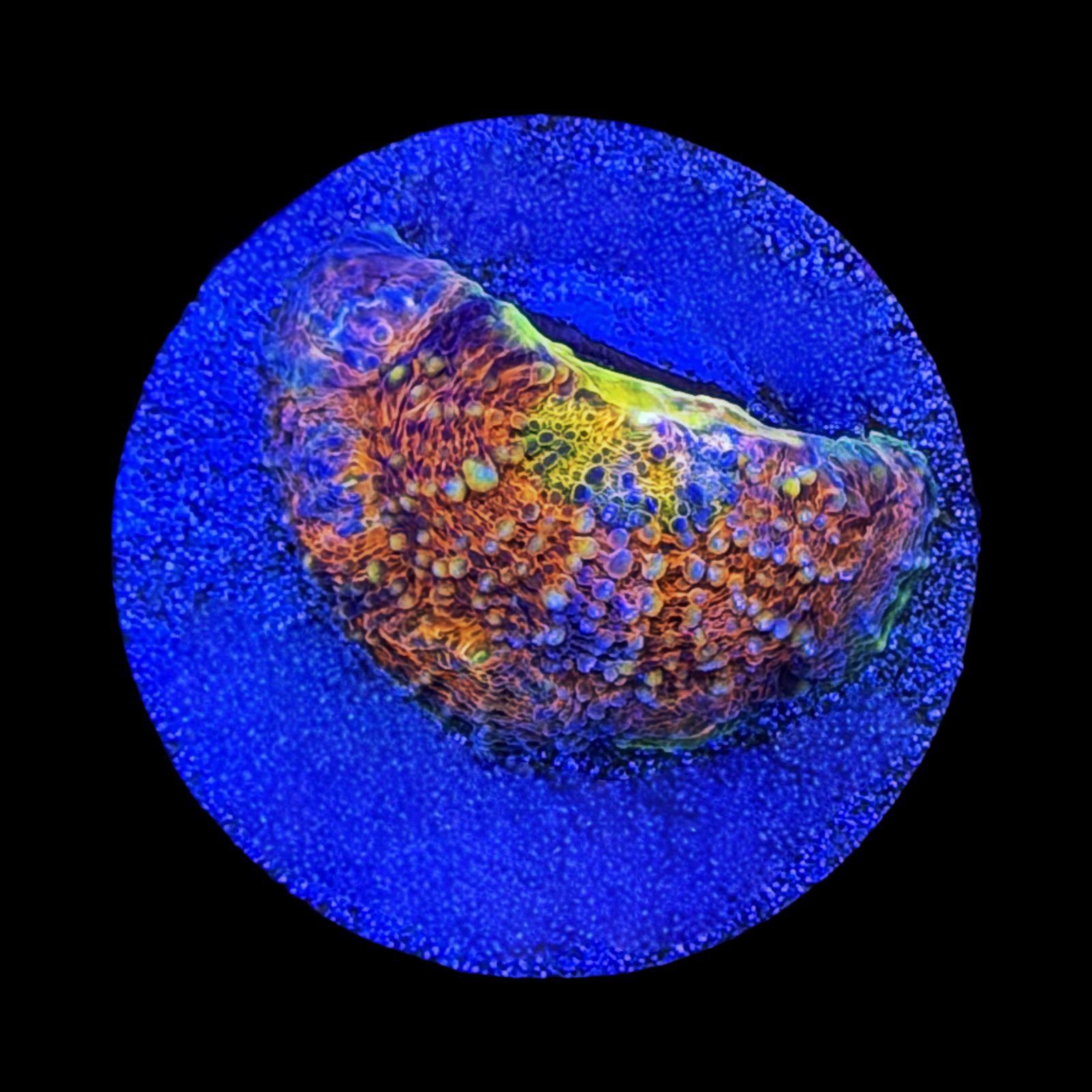 ECC Wonderland Acan Echinata large plug