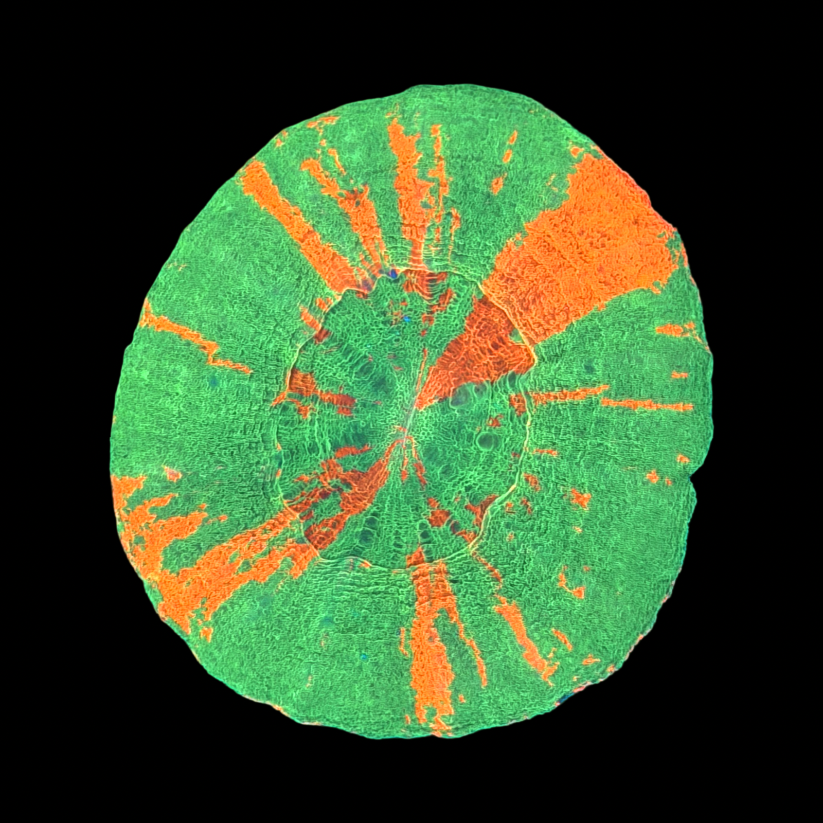 Ultra Aussie Bleeding Apple Scolymia