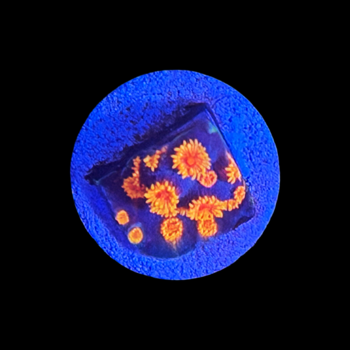 WWC Bizarro Cyphastrea