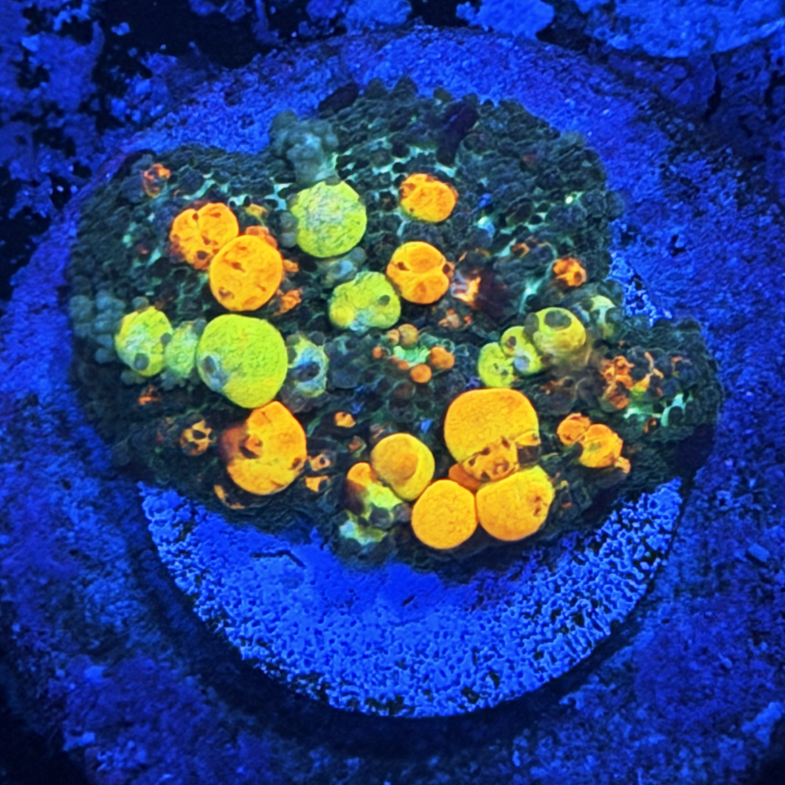 OG Bounce Mushroom