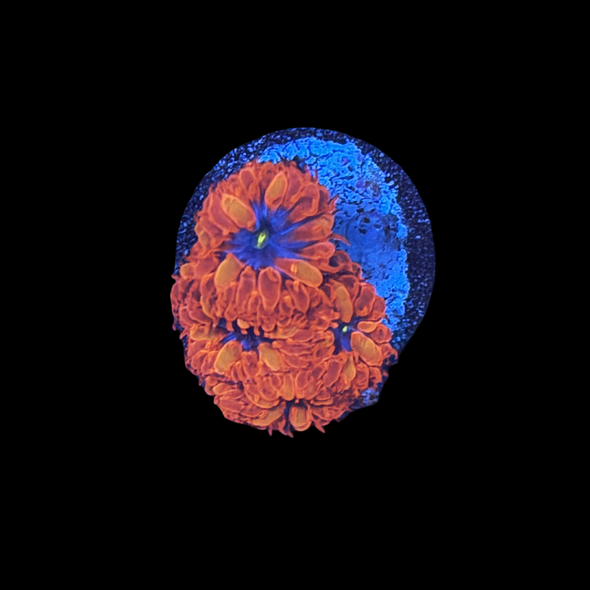 Blue Raven Blasto Merletii
