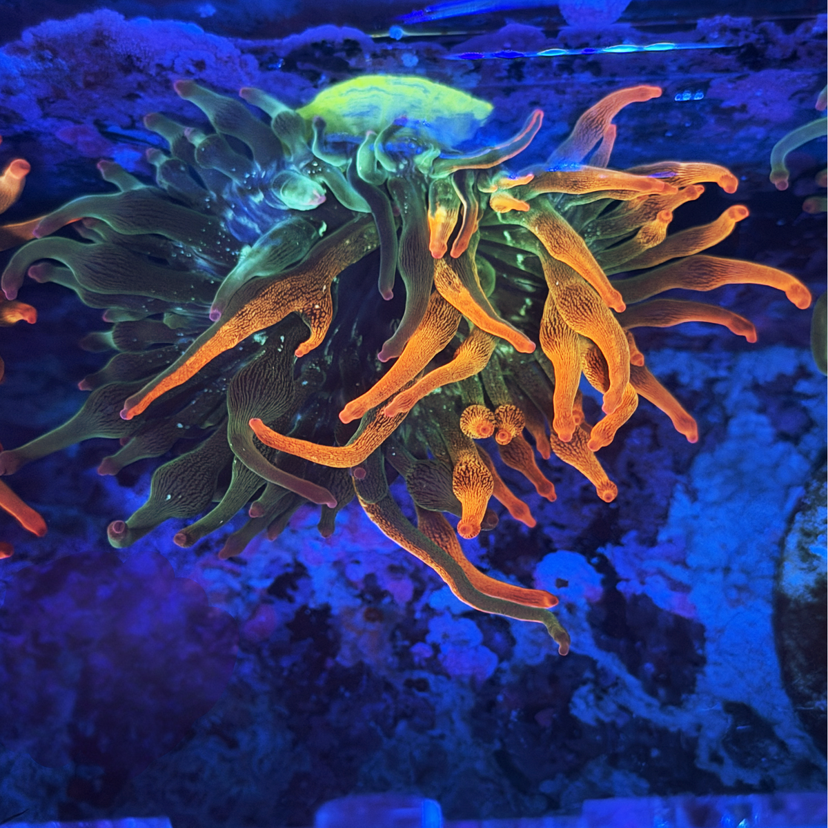 ECC Nexus Burst Bubble Tip Anemone