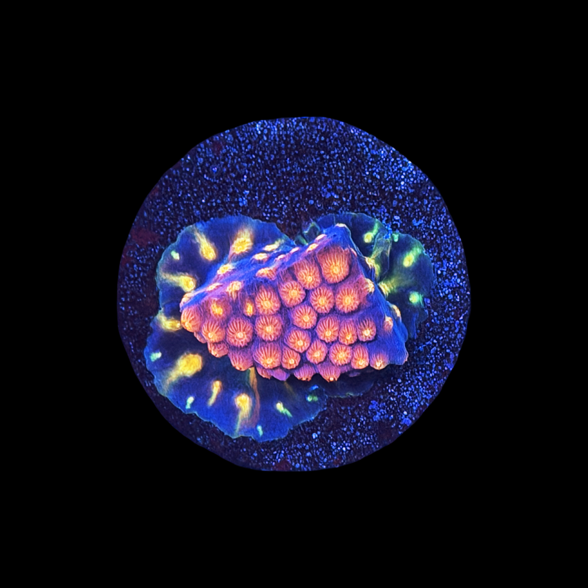 ARC Monet's Madness Cyphastrea large plug