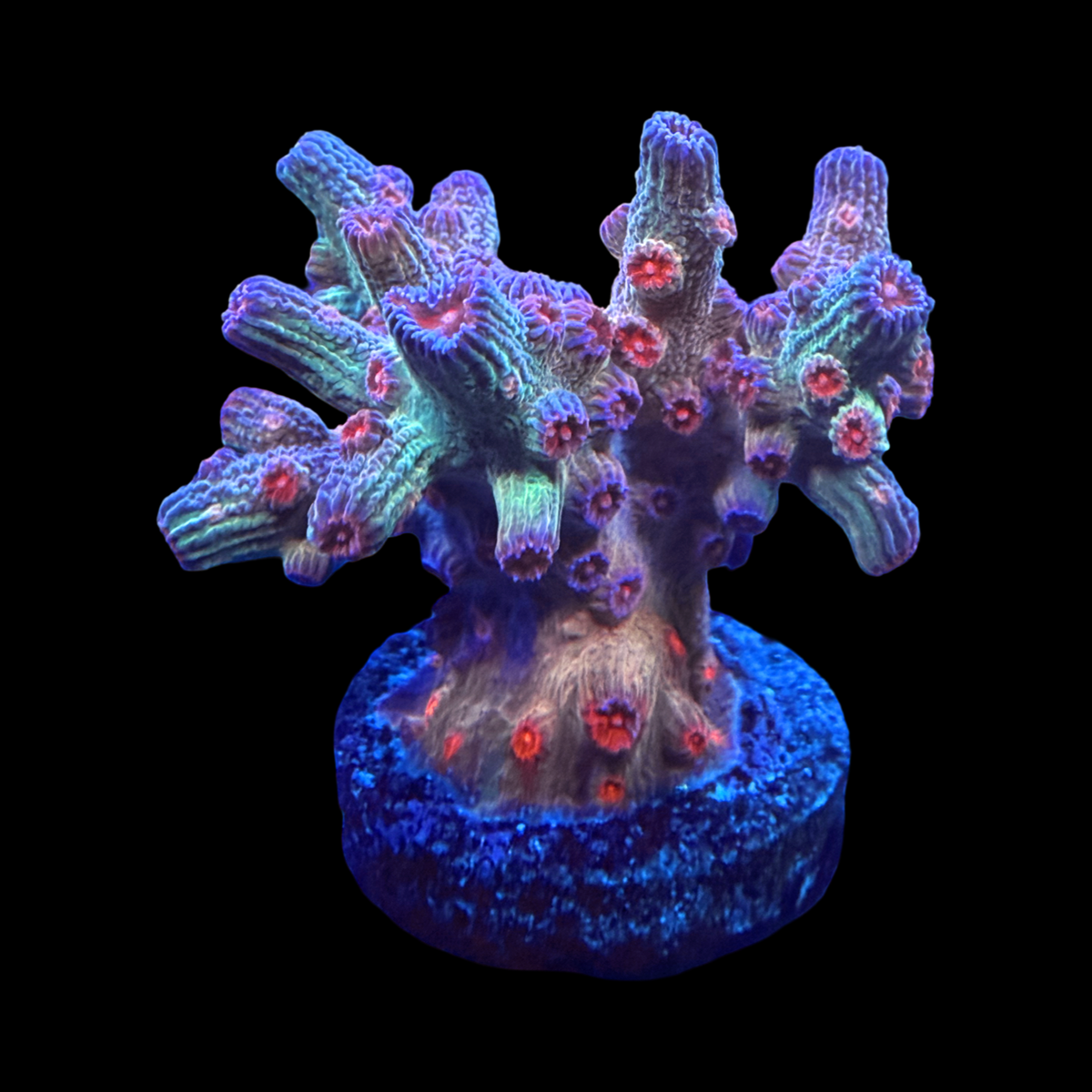 Pink Branching Cyphastrea XL