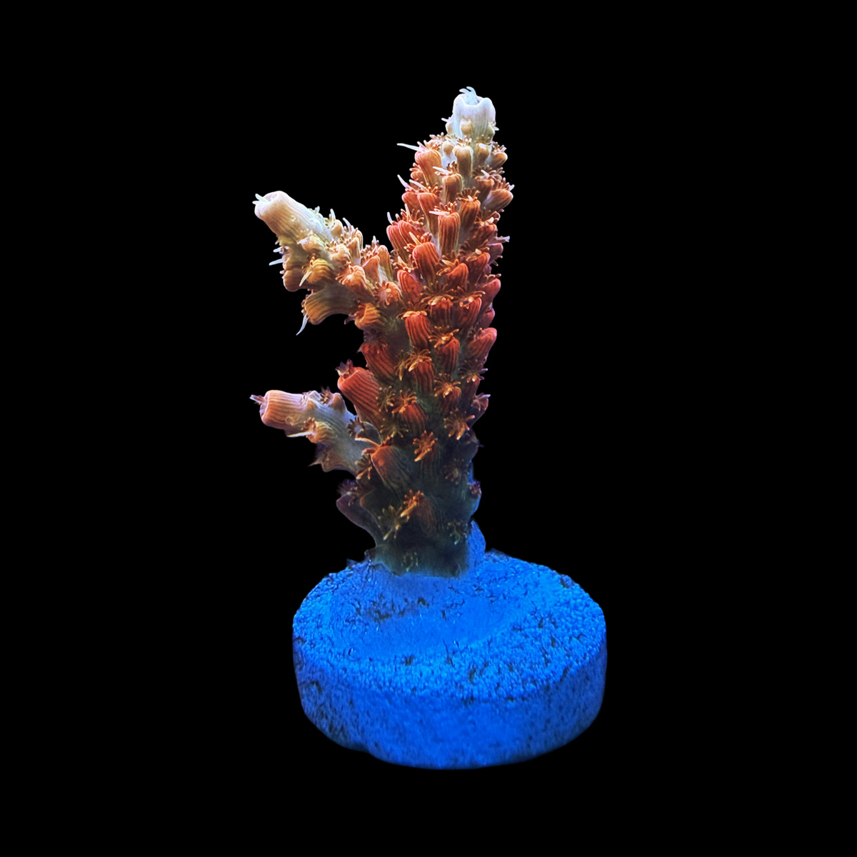 CB Tangerine Dream XL