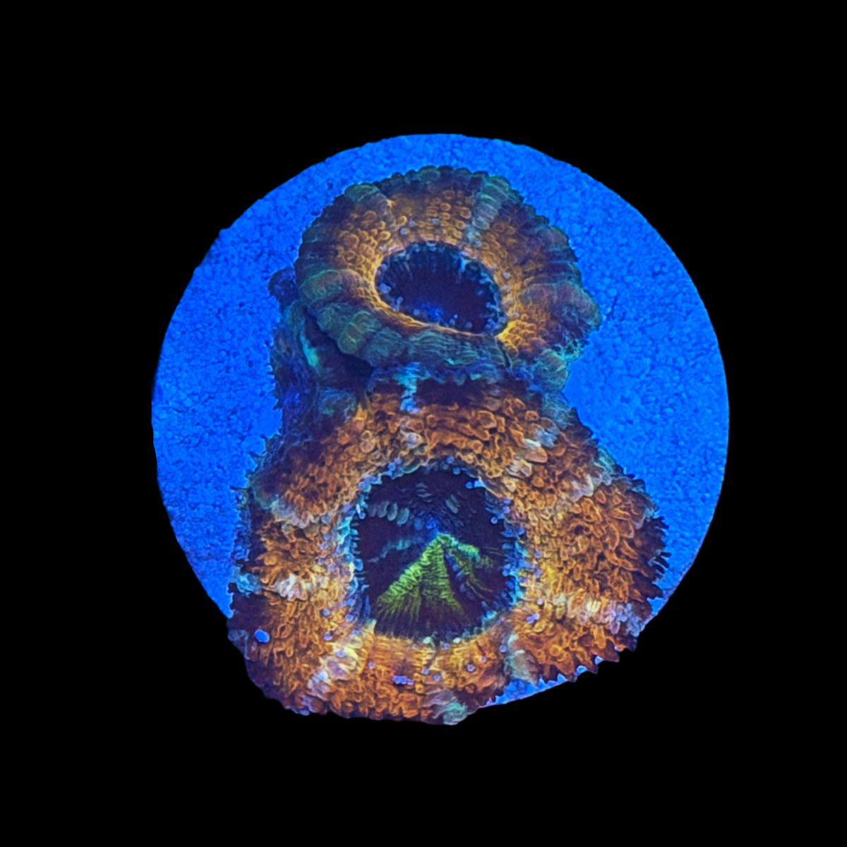 Golden Dragon Acan