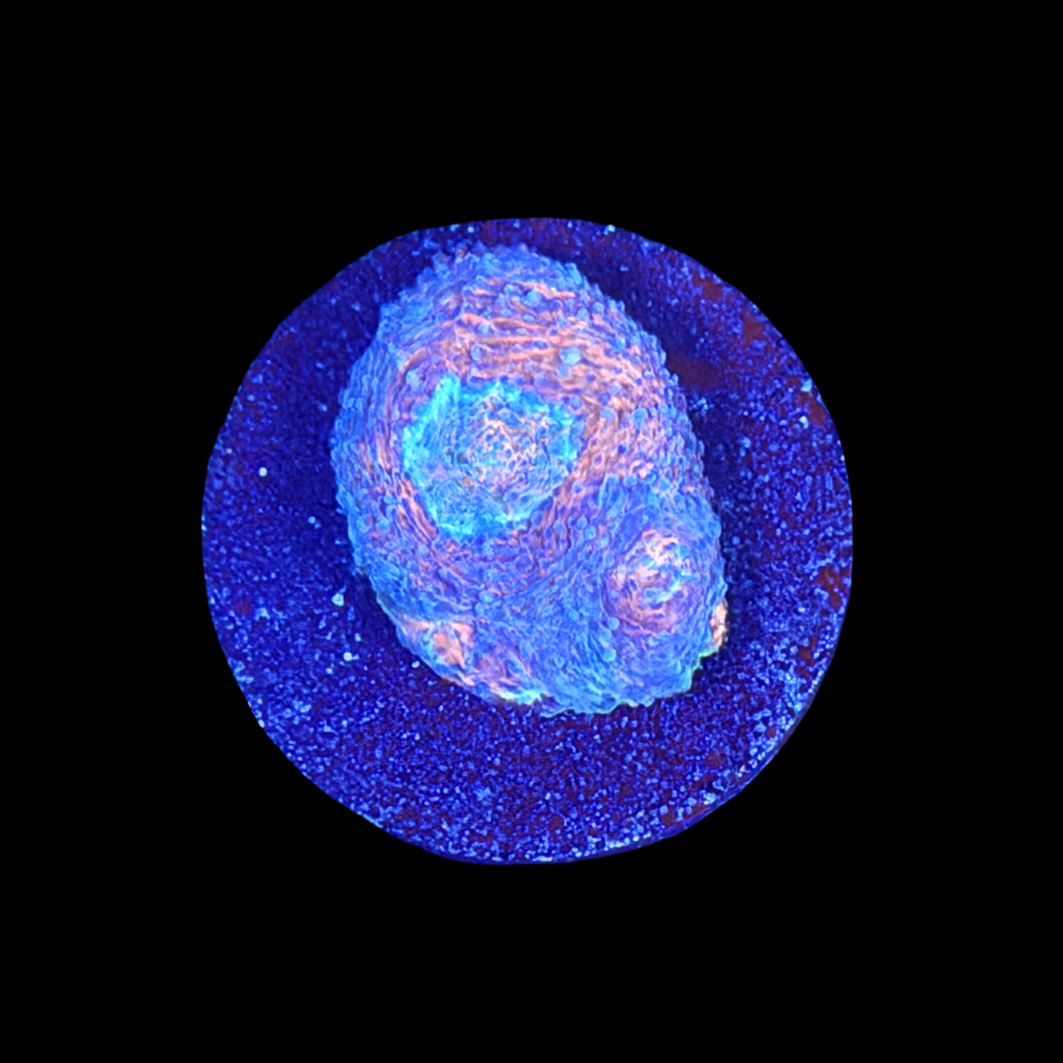 ECC Wonderland Acan Echinata large plug