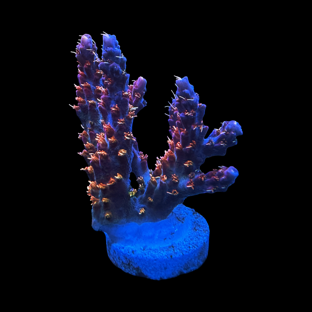 Vivid Confetti XL