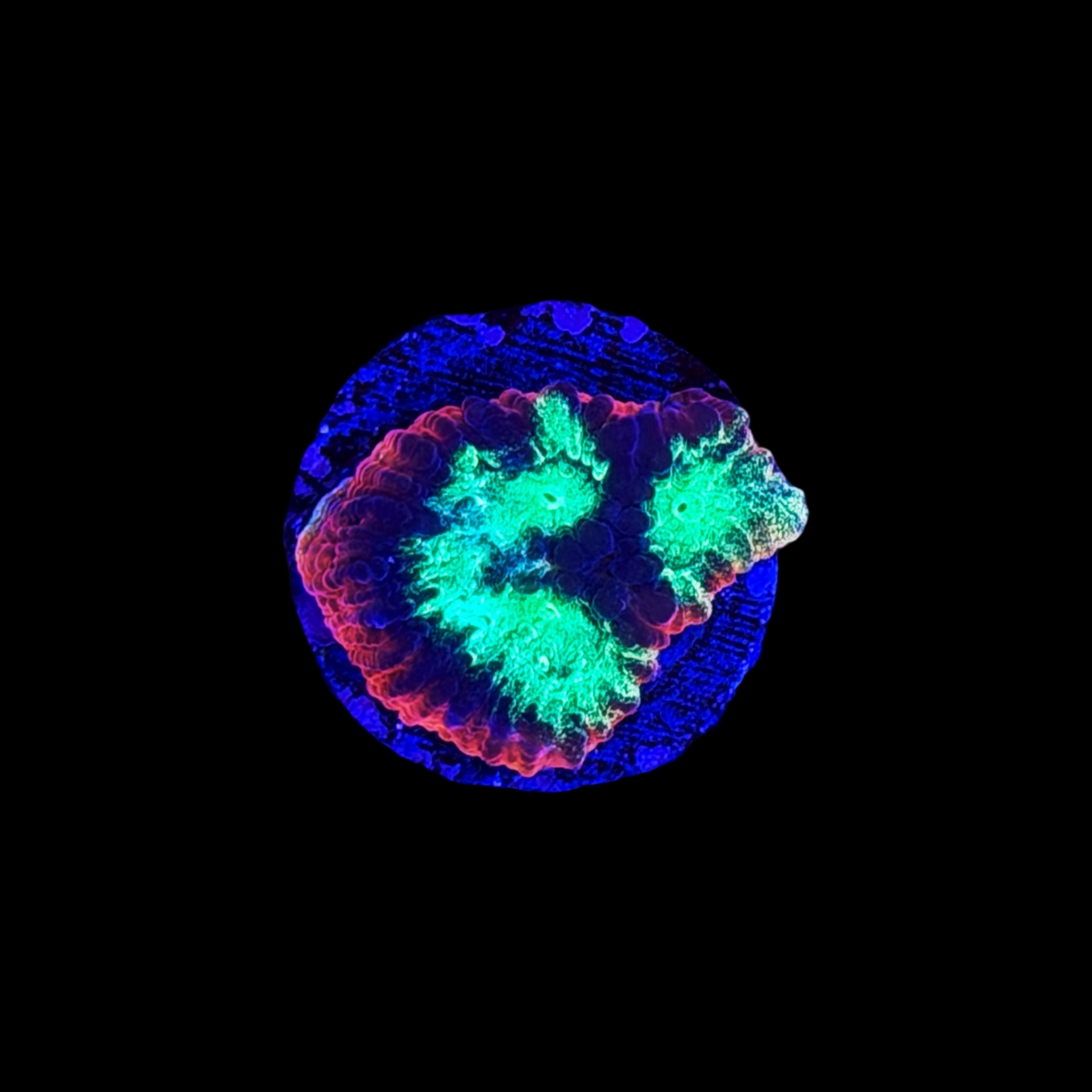 Rainbow Rim Favia