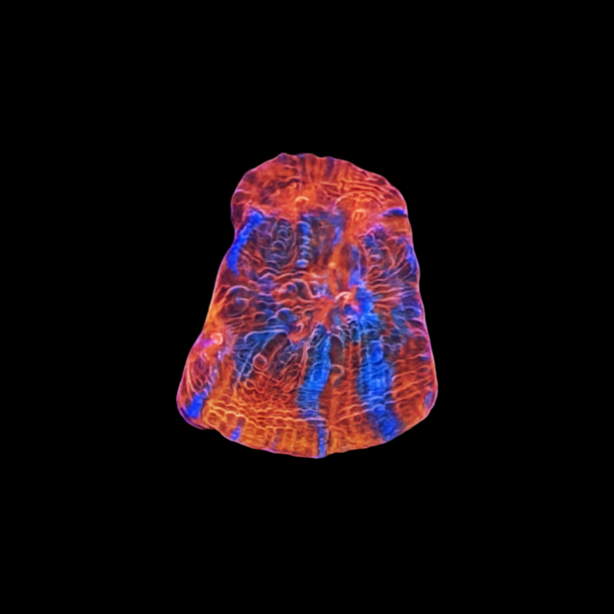 ECC Aphrodite Chalice