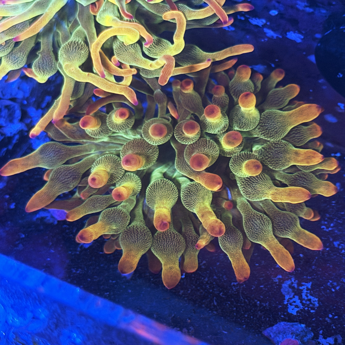 ECC Holy Grail Bubble Tip Anemone