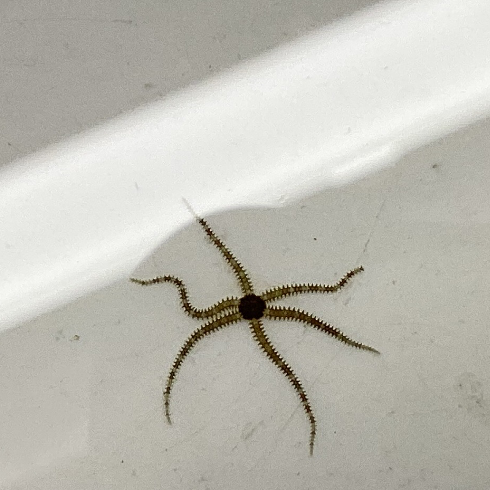 4 Micro Brittle Starfish add to coral order.