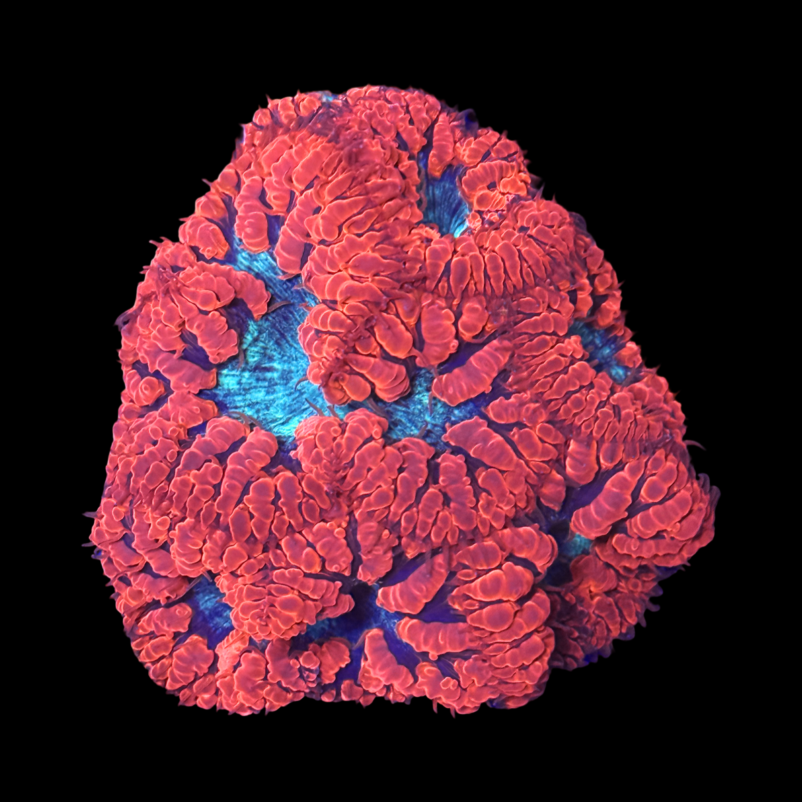 Neon Blasto Colony XXL