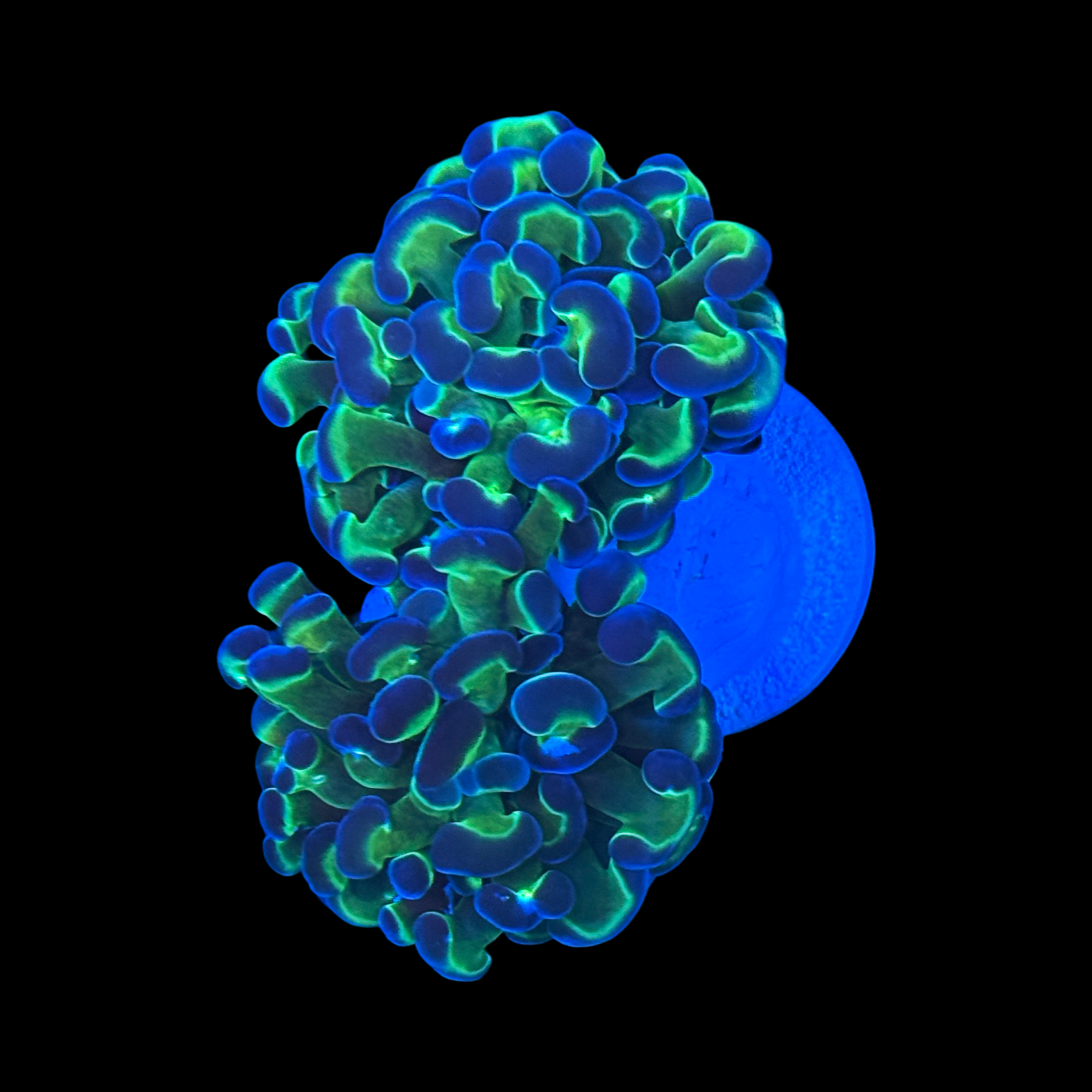 Hologram Branching Hammer 2 Heads