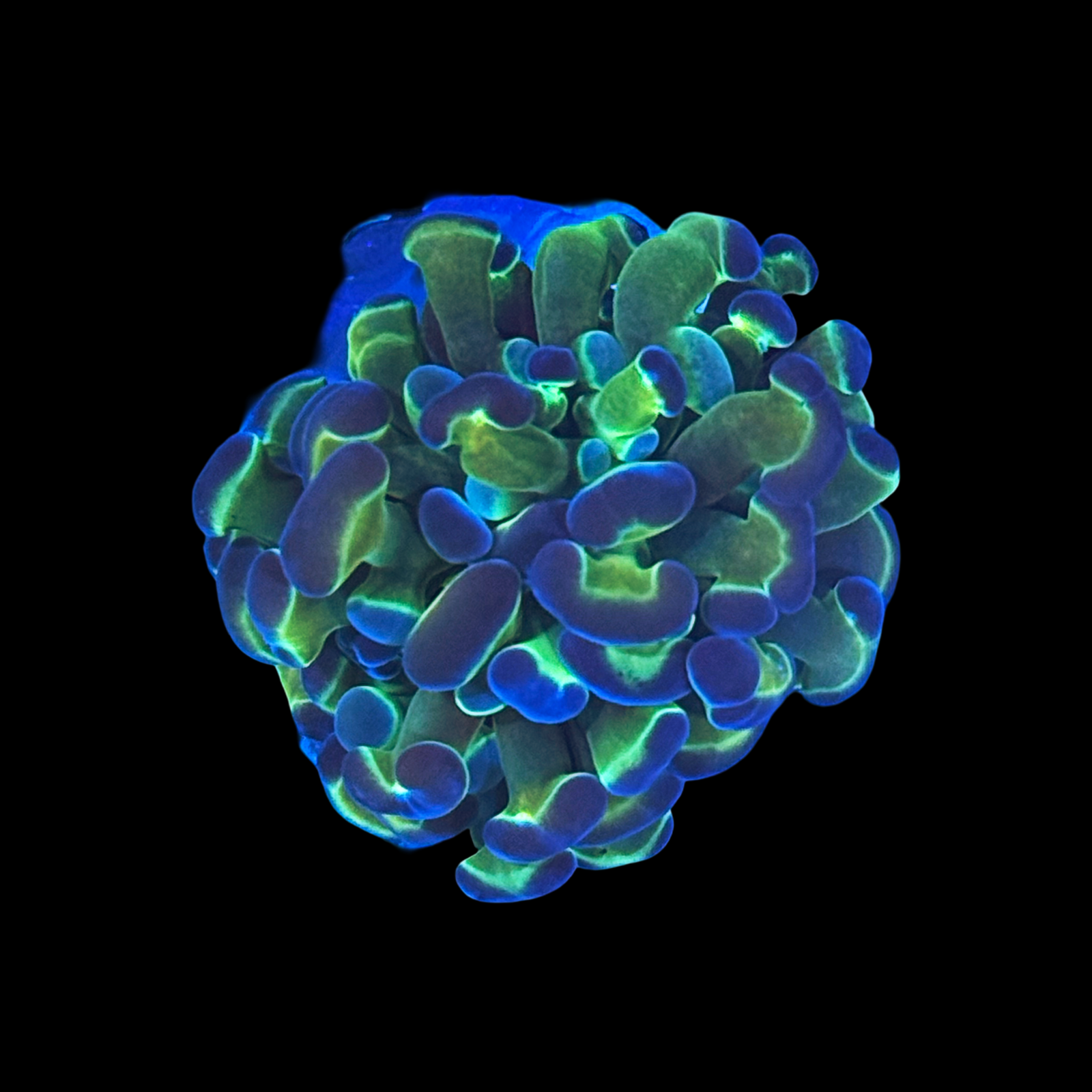 Hologram Branching Hammer