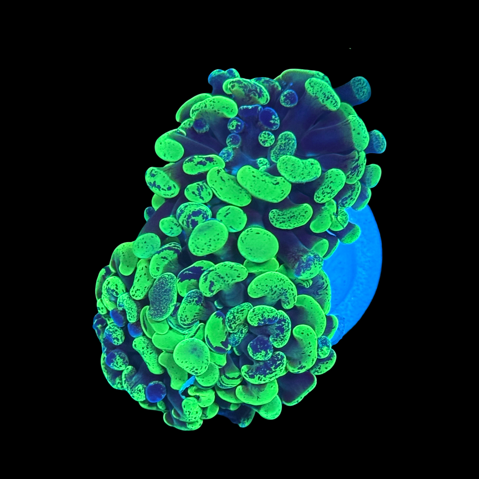 ECC Death Wish Branching Hammer 2 Heads