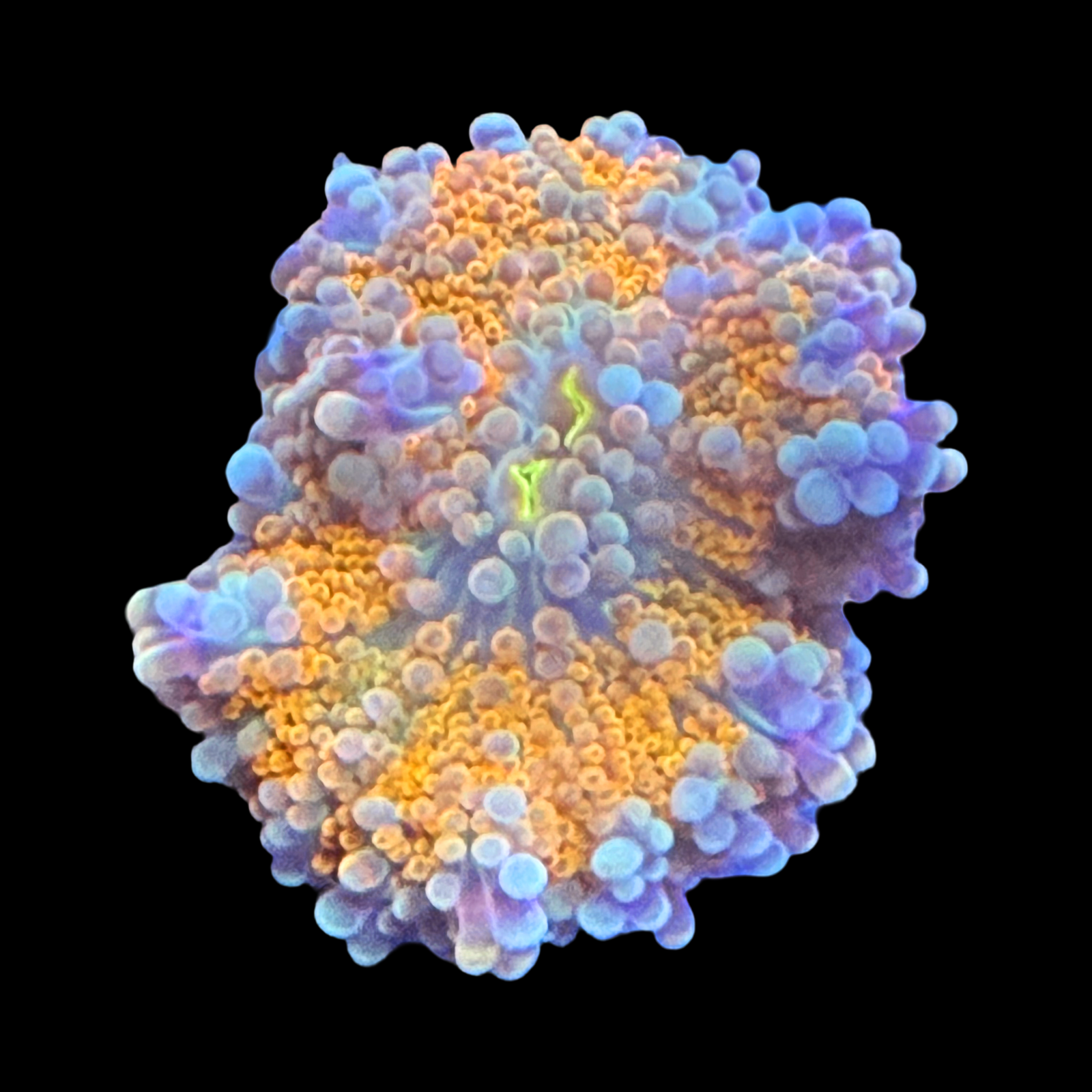 Sunrise Ricordea Mushroom