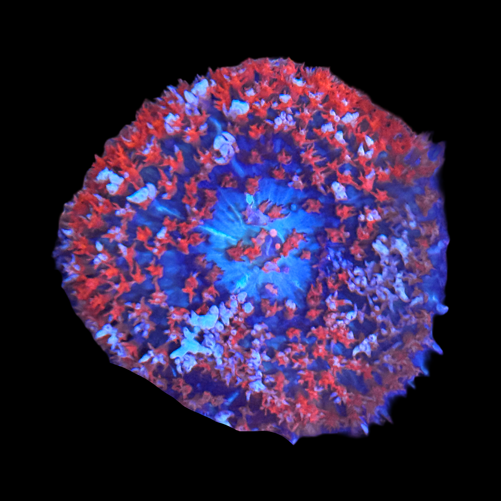 Stars and Stripes St Thomas Mushroom XL