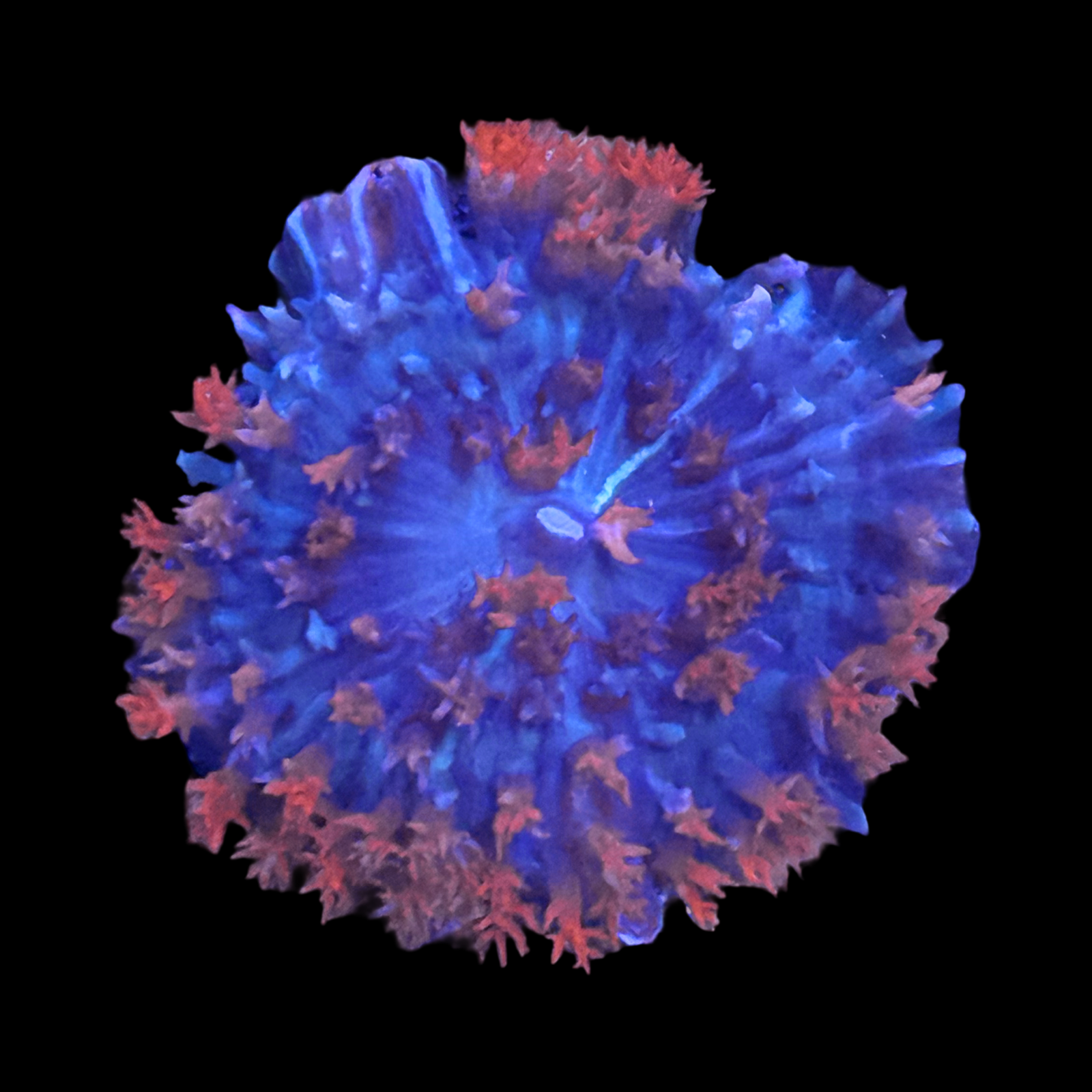 Stars and Stripes St Thomas Mushroom