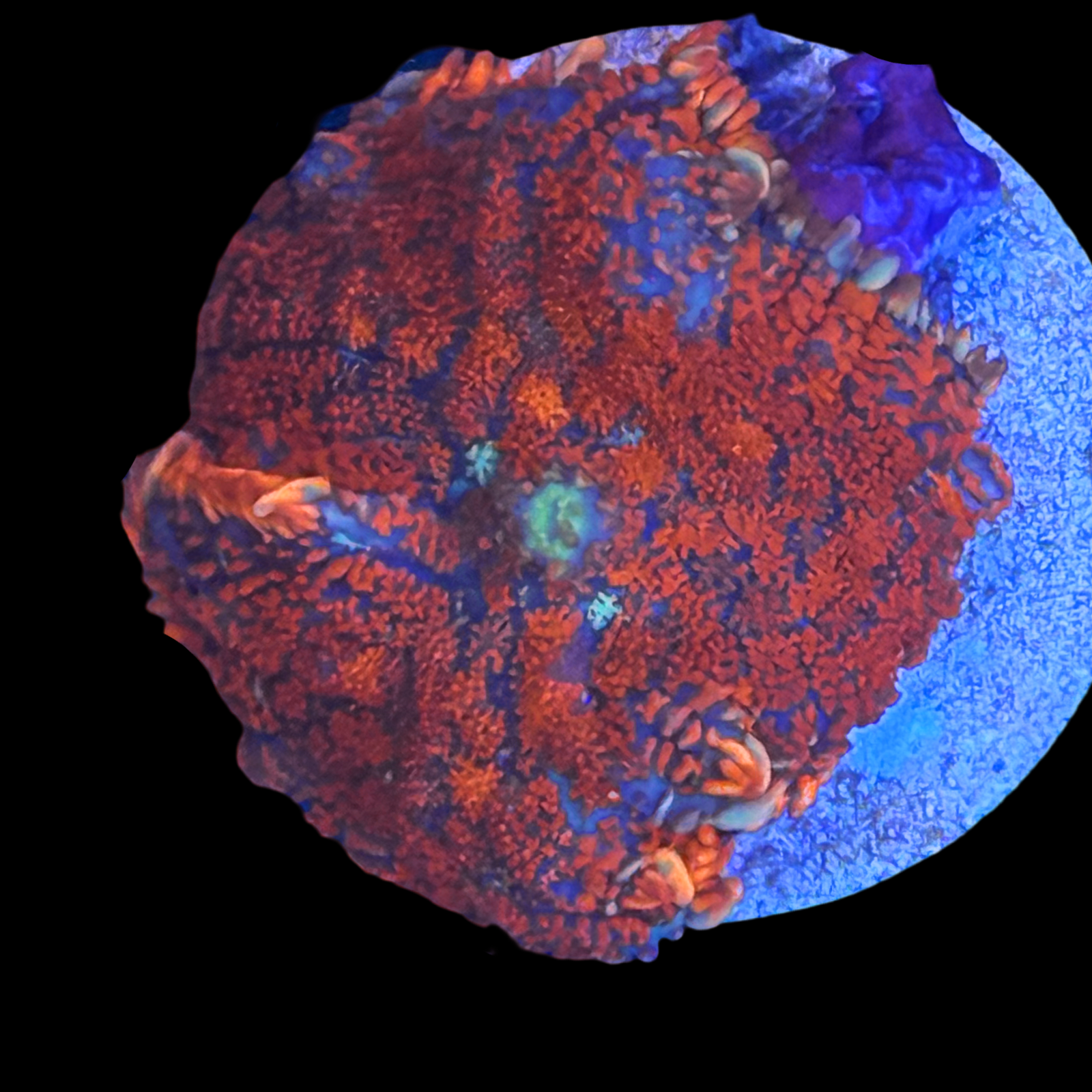 Superman Rhodactis Mushroom