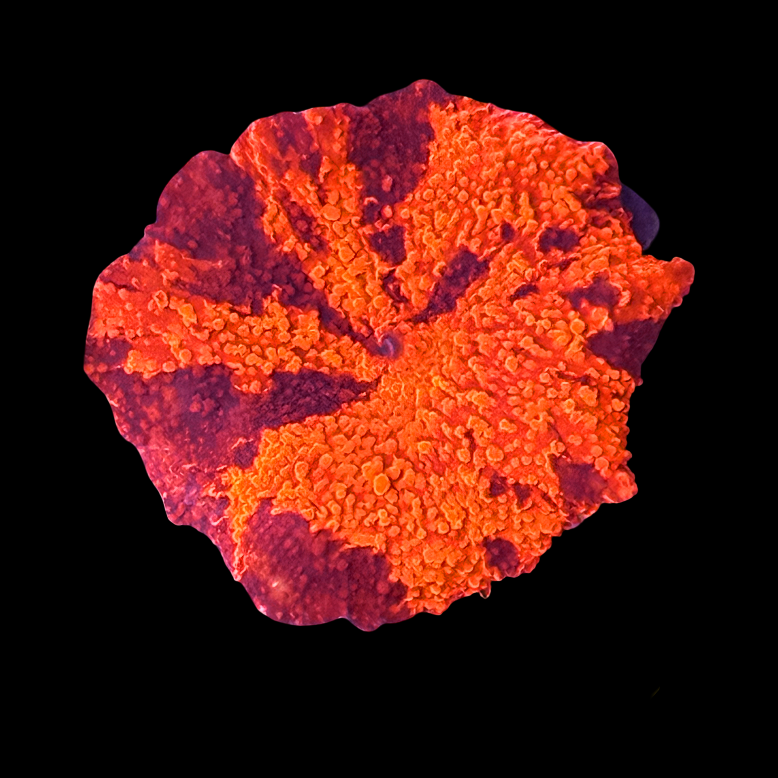 Deadpool Jawbreaker Mushroom XL Show Size