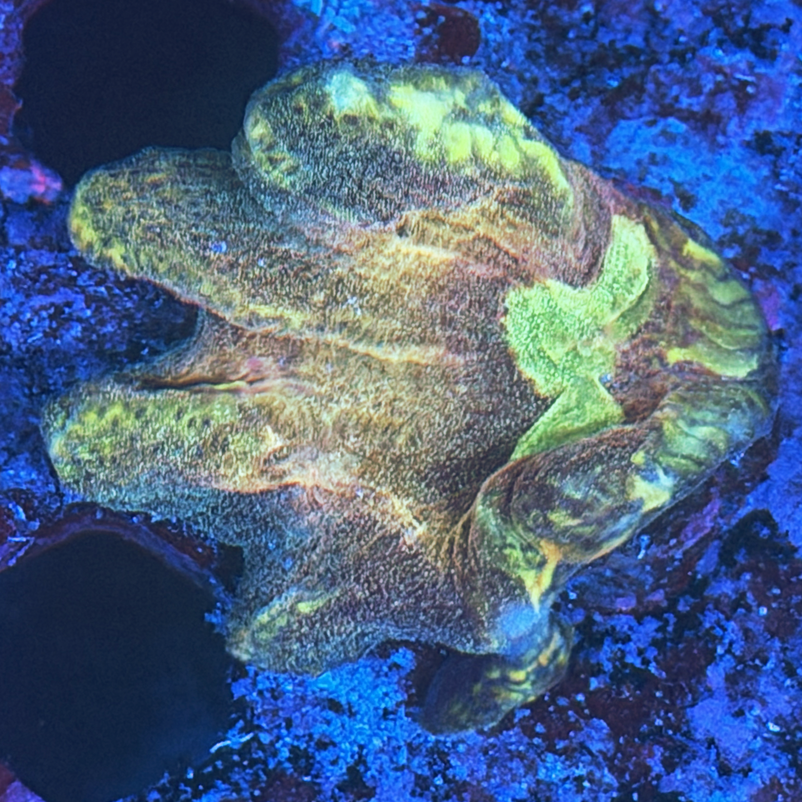 ECC Emerald Dragon Pectinia