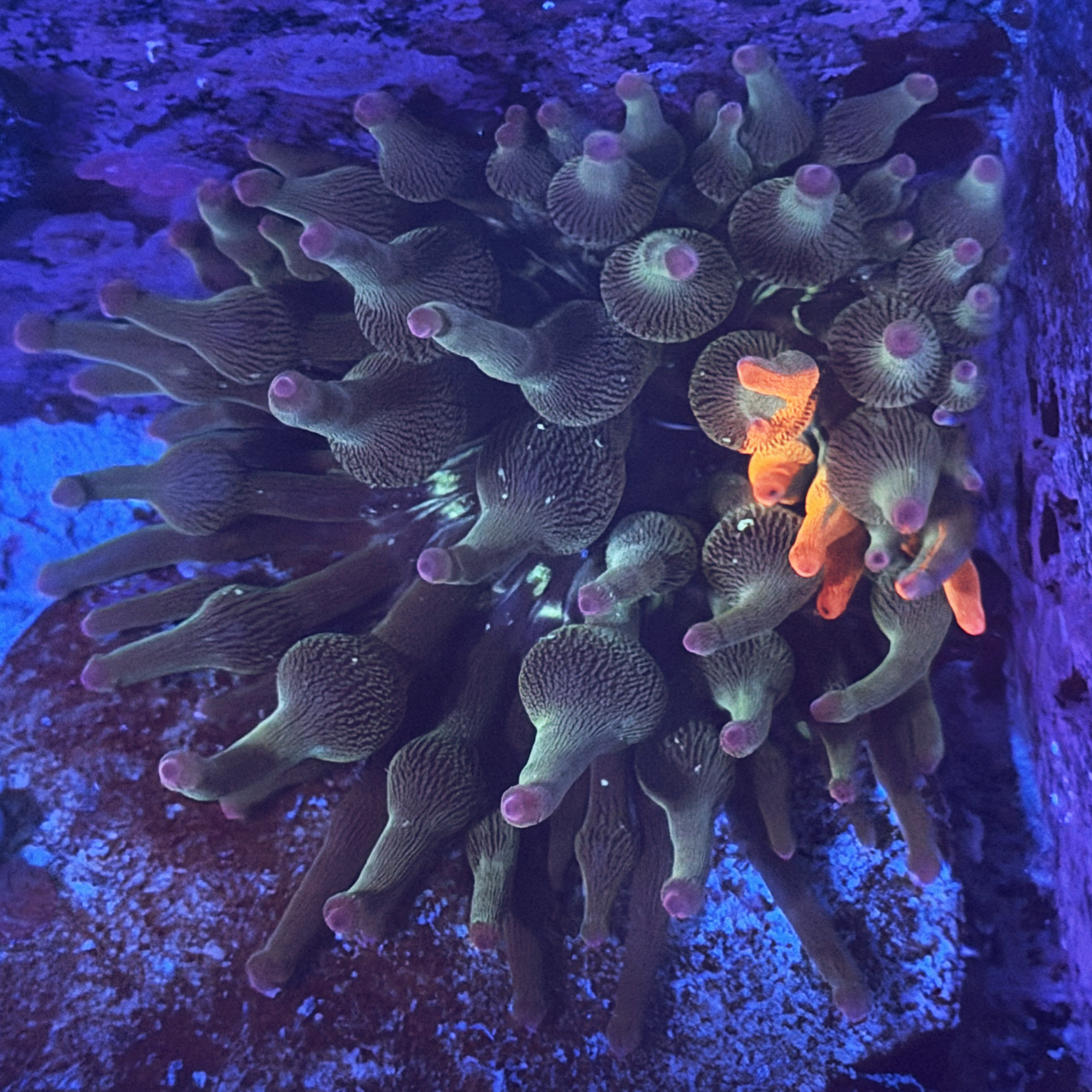ECC Nexus Burst Bubble Tip Anemone