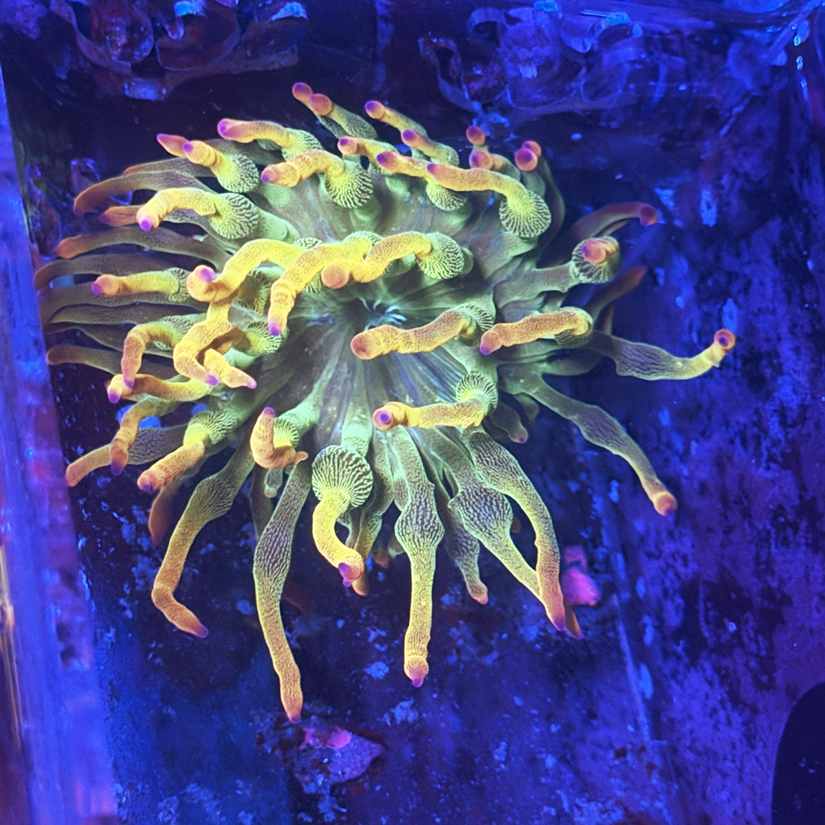 ECC Holy Grail Bubble Tip Anemone