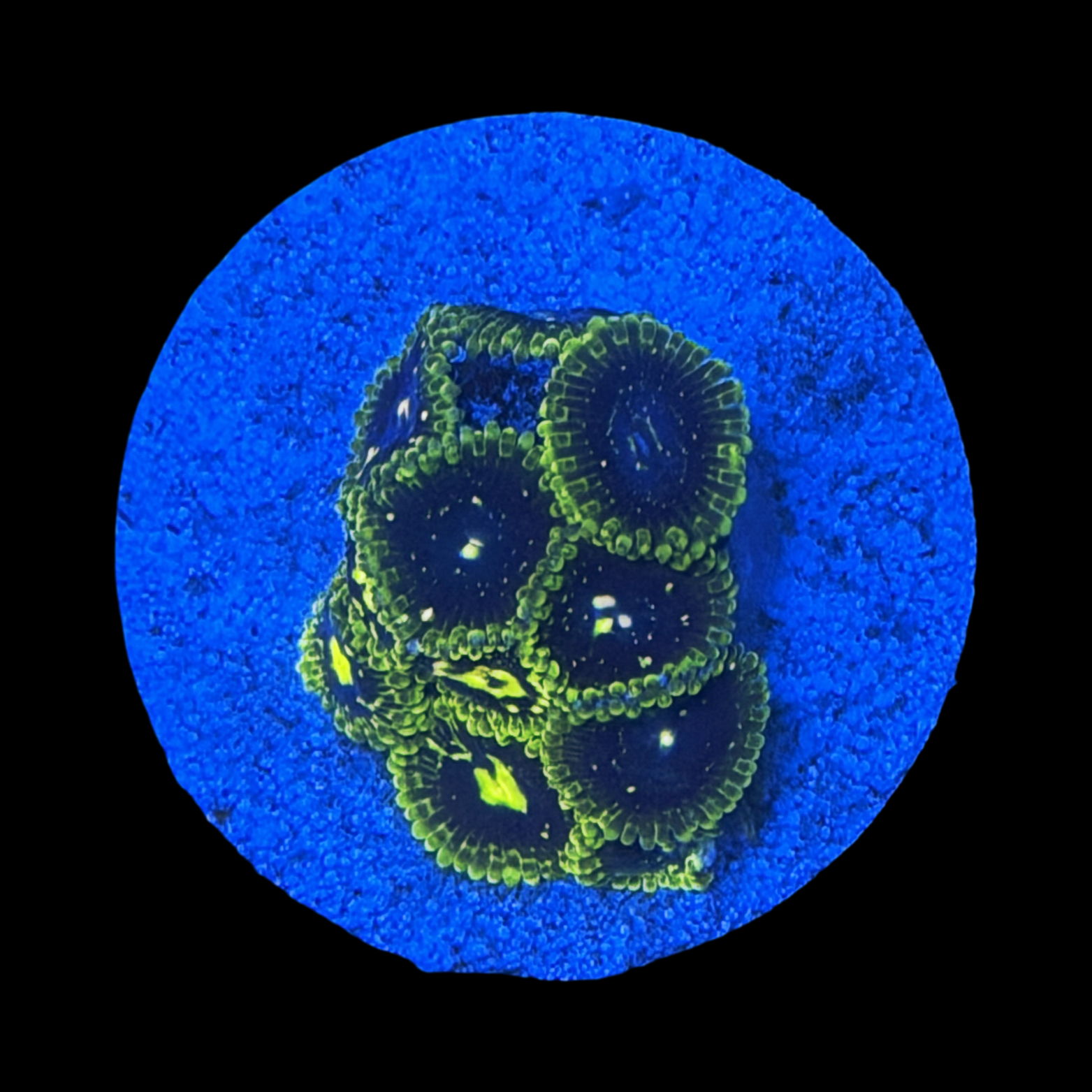 Exosphere Zoa large plug