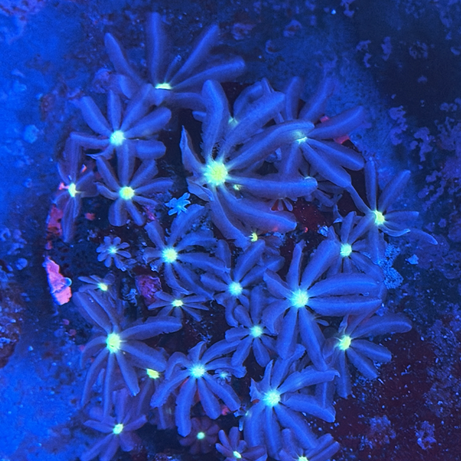 Colored Daisy Polyps