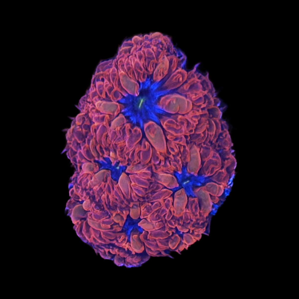 Blue Raven Blasto Merletii