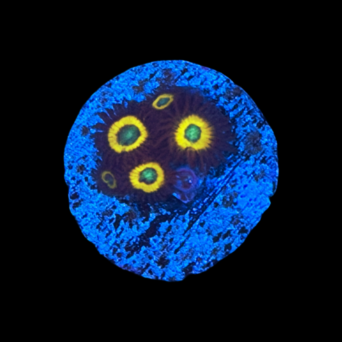 Black Bella Zoa