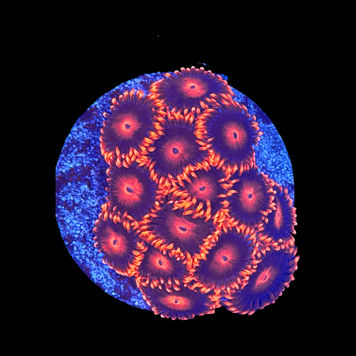 Bam Bam Zoa large plug
