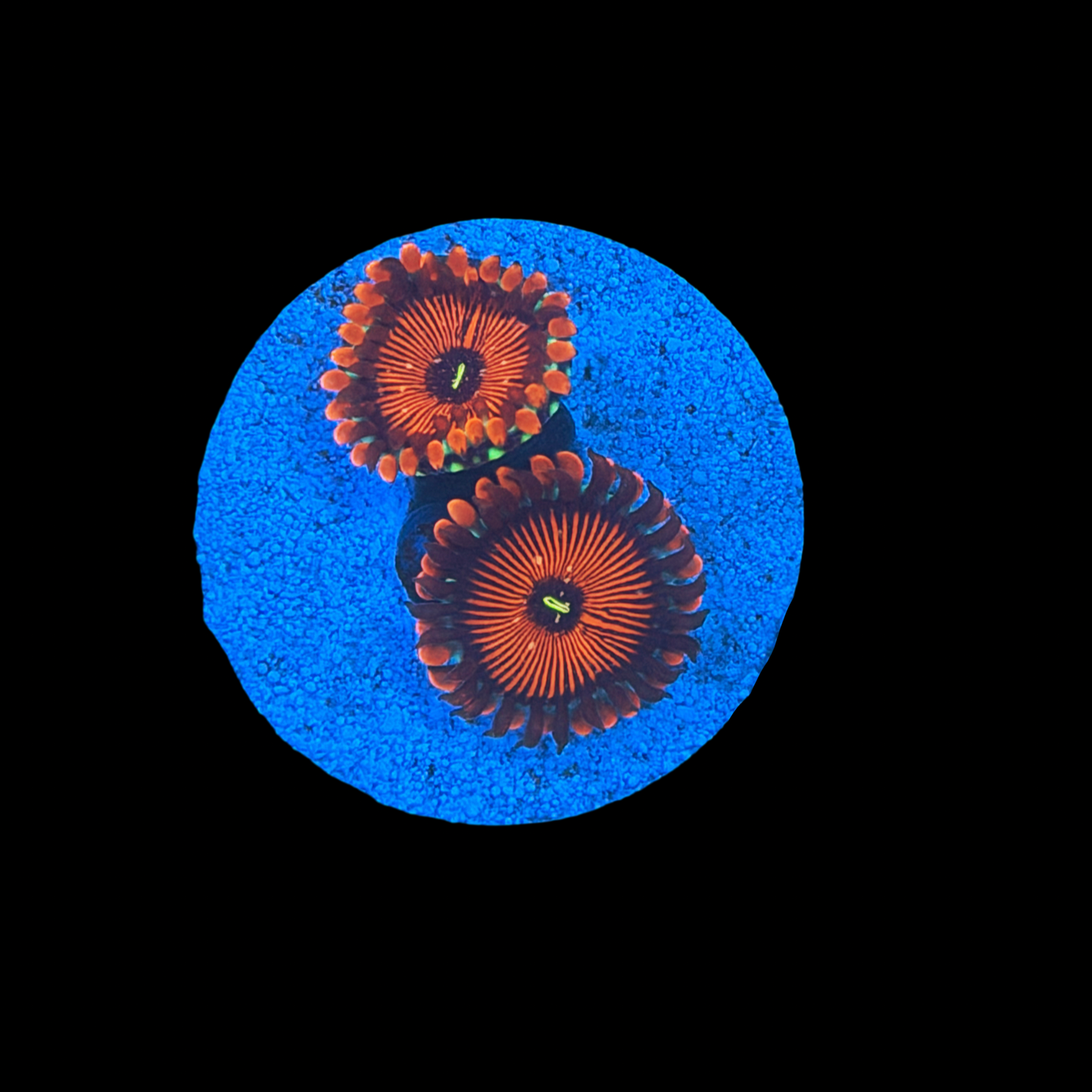 Seduction Zoa large plug