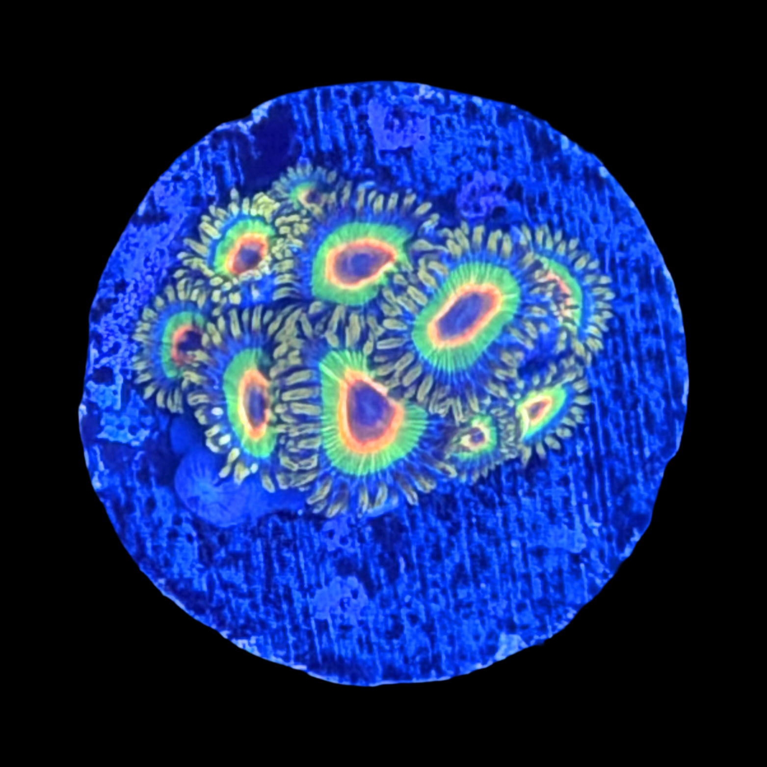 Rasta Zoa