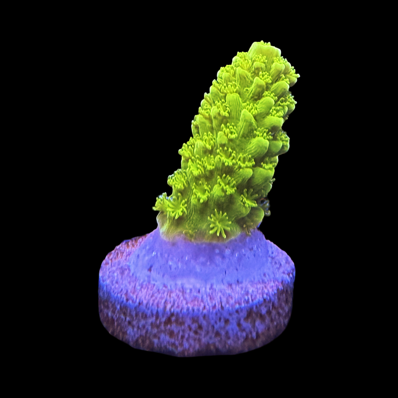 Bali Slimer