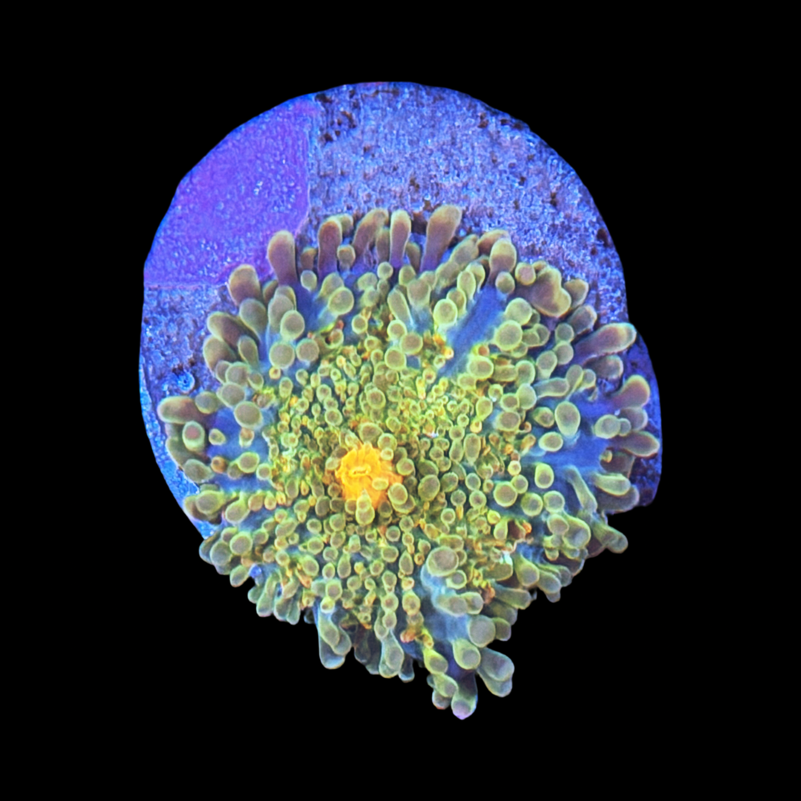 Sunrise Mushroom large plug